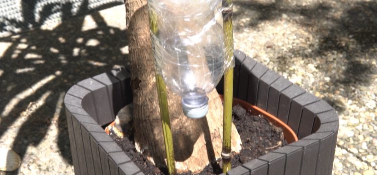 Tröpfchen-Bewässerung aus Plastikflasche